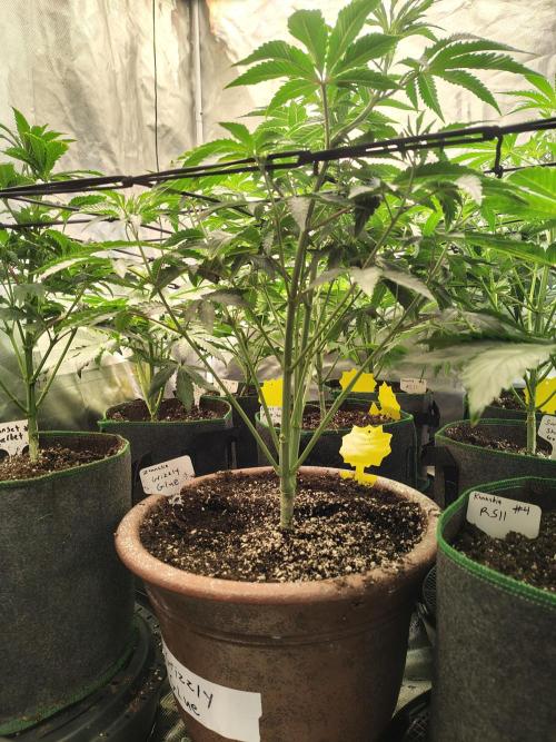 Grizzly Glue. Week 6