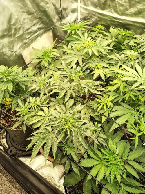 Grizzly Glue. Week 6