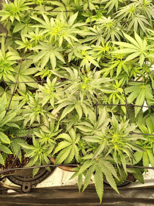 Grizzly Glue. Week 6