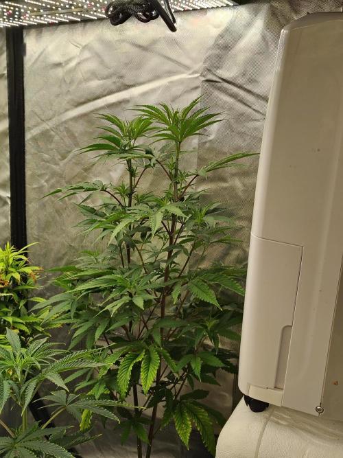 Blueberry Swirl. Week 11