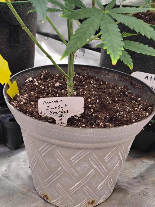 Sunset Sherbet. Week 5