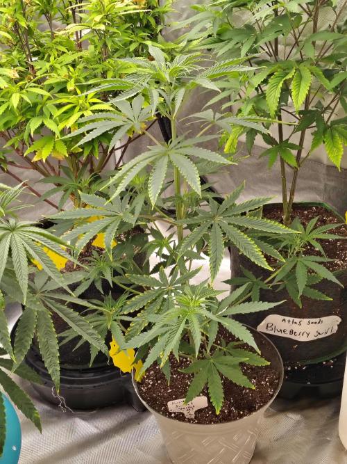 Sunset Sherbet. Week 5