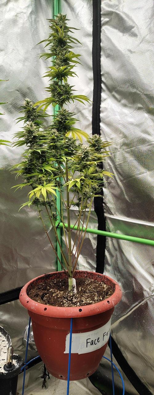 Face Fat (Run #2). Week 10