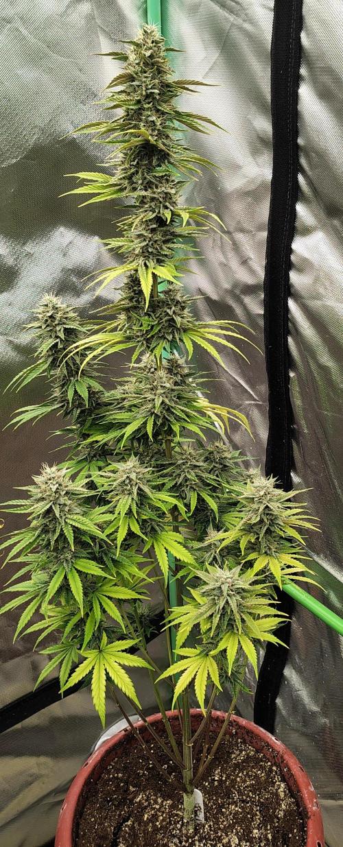 Face Fat (Run #2). Week 10