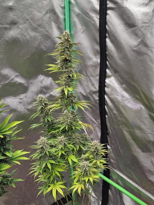 Face Fat (Run #2). Week 10