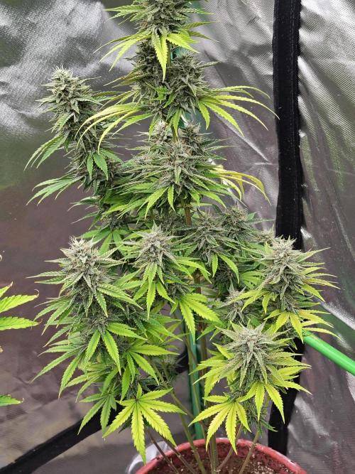 Face Fat (Run #2). Week 10