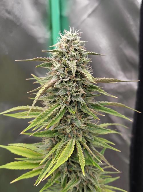 Face Fat (Run #2). Week 10