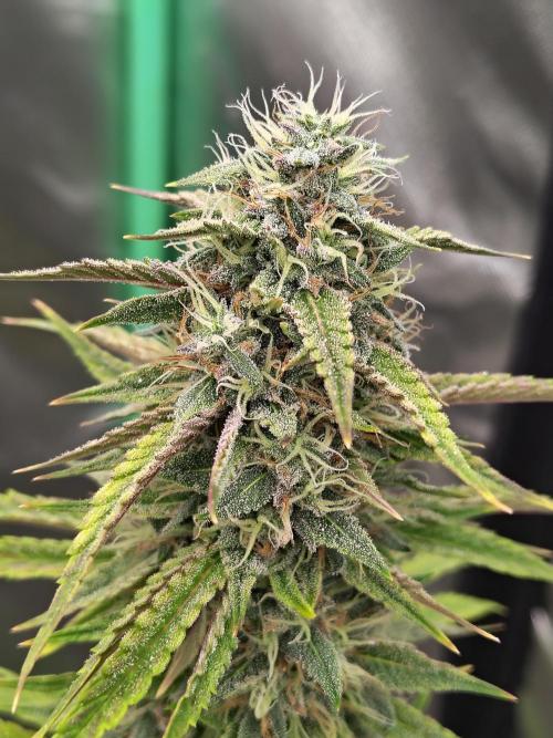 Face Fat (Run #2). Week 10