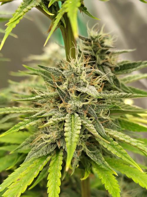 Face Fat (Run #2). Week 10