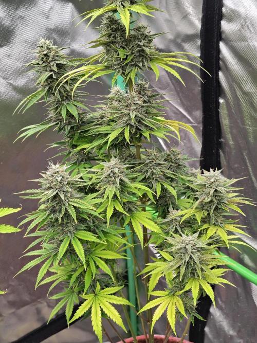 Face Fat (Run #2). Week 10