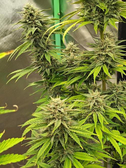 Face Fat (Run #2). Week 10