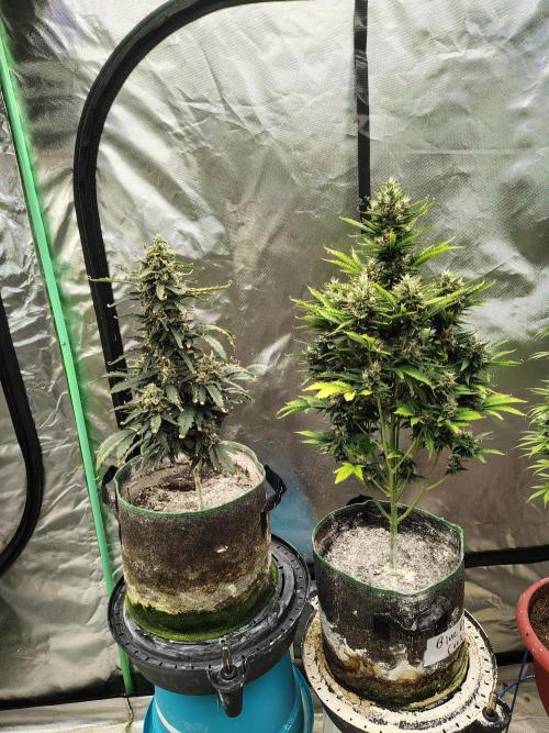 Blueberry Cookies. Week 10