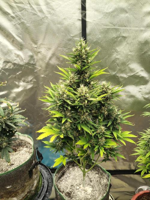 Blueberry Cookies. Week 10