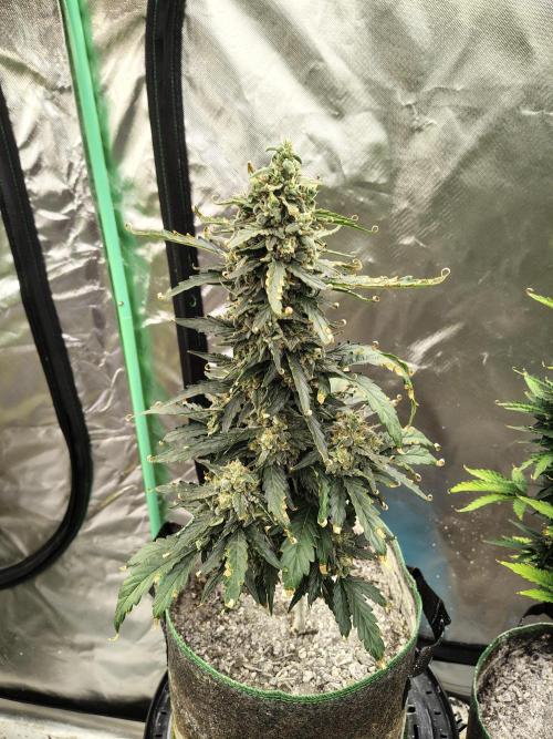 Blueberry Cookies. Week 10