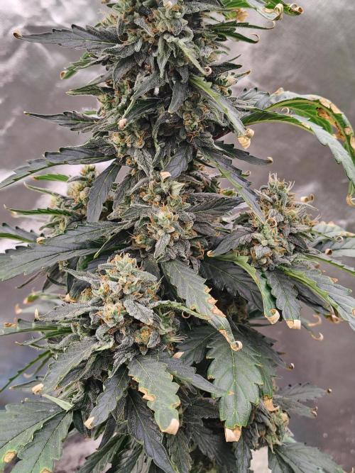 Blueberry Cookies. Week 10