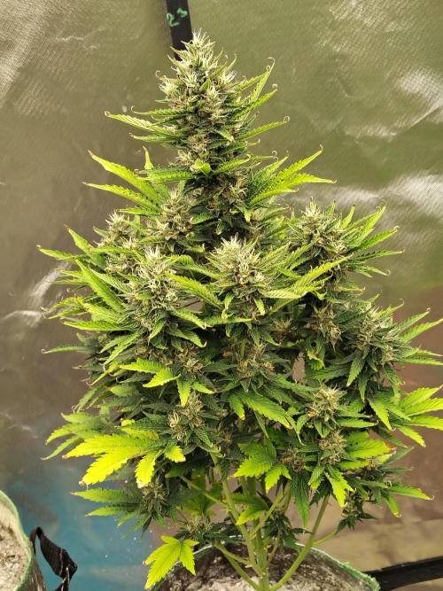 Blueberry Cookies. Week 10