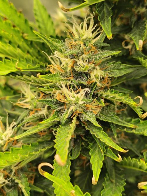 Blueberry Cookies. Week 10