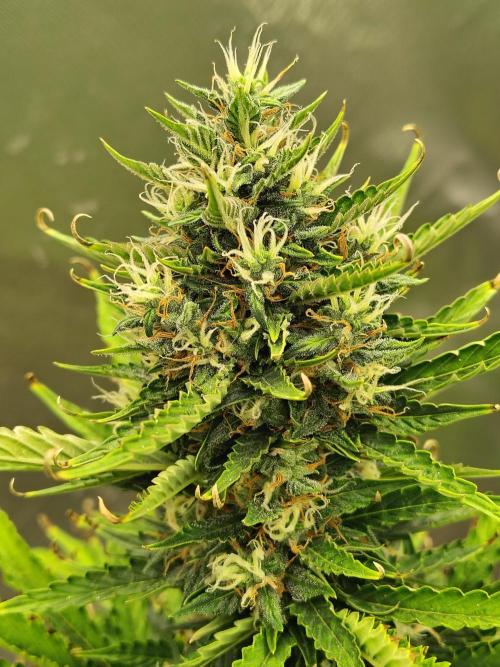 Blueberry Cookies. Week 10