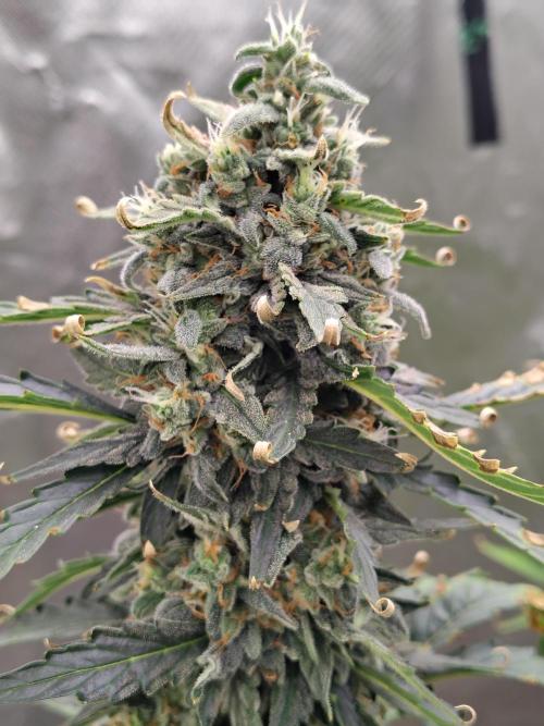 Blueberry Cookies. Week 10