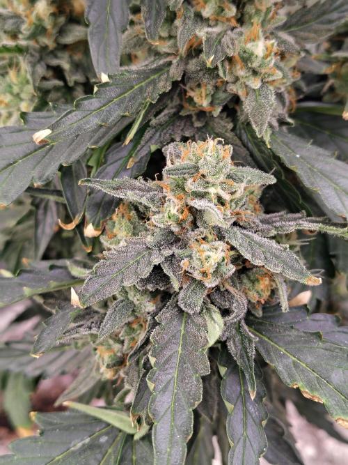 Blueberry Cookies. Week 10