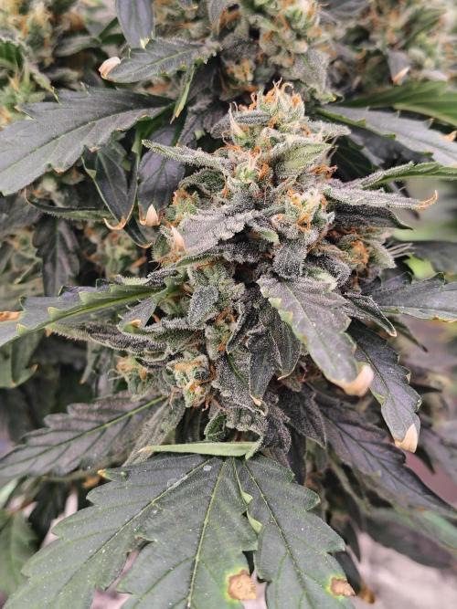 Blueberry Cookies. Week 10