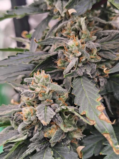 Blueberry Cookies. Week 10