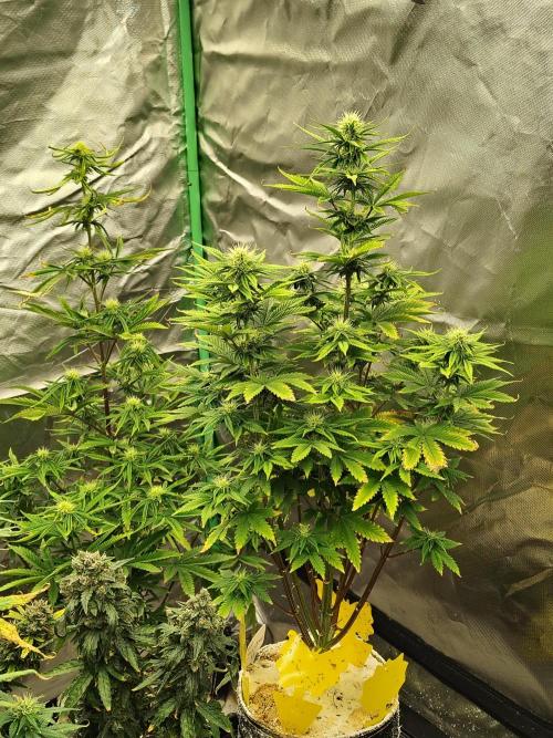 Juicy Blues Auto (Run #2). Week 7