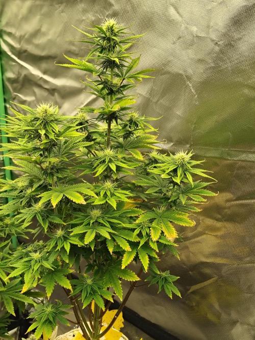 Juicy Blues Auto (Run #2). Week 7