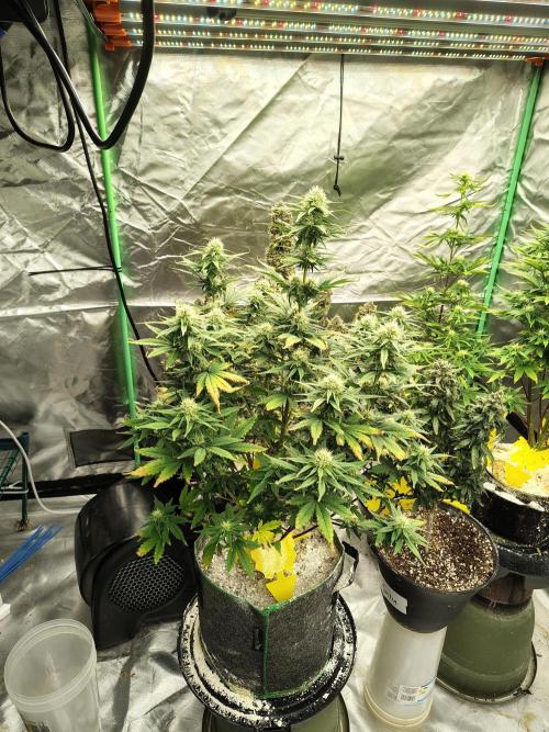 FrostBanger Auto. Week 6