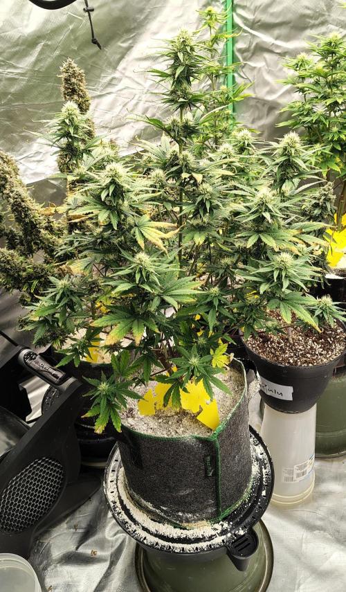 FrostBanger Auto. Week 6