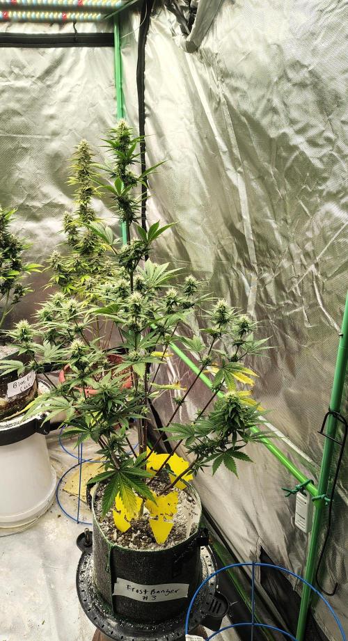 FrostBanger Auto. Week 6