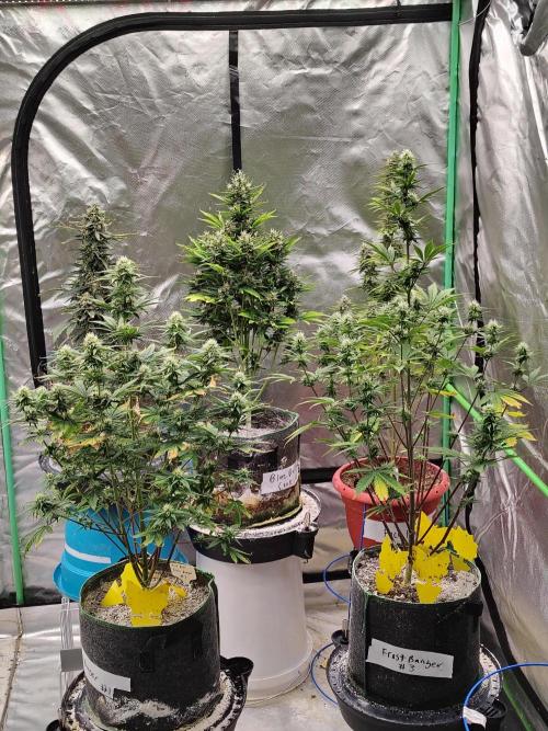 FrostBanger Auto. Week 6