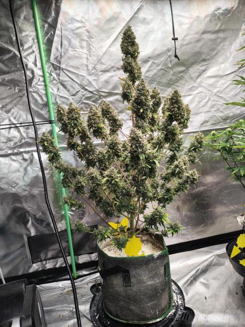 Bourbon Berry. Week 13