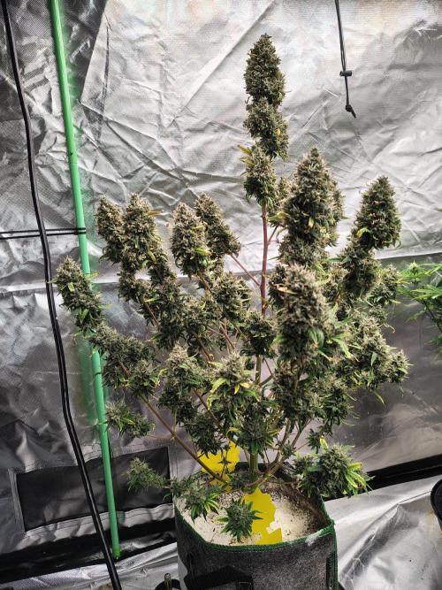 Bourbon Berry. Week 13