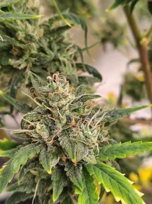 Bourbon Berry. Week 13