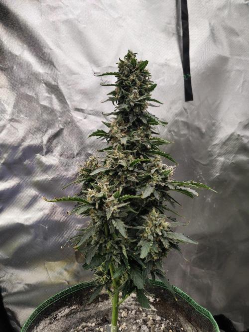 Blueberry Cookies. Week 11