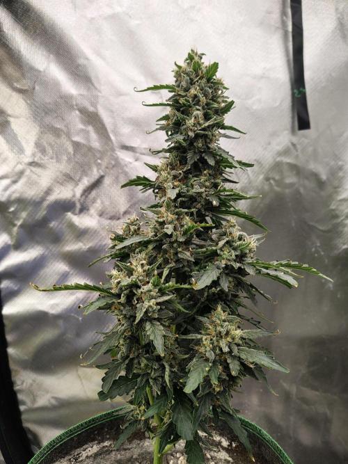 Blueberry Cookies. Week 11