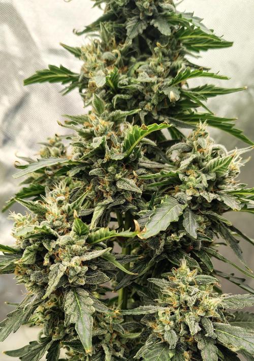 Blueberry Cookies. Week 11