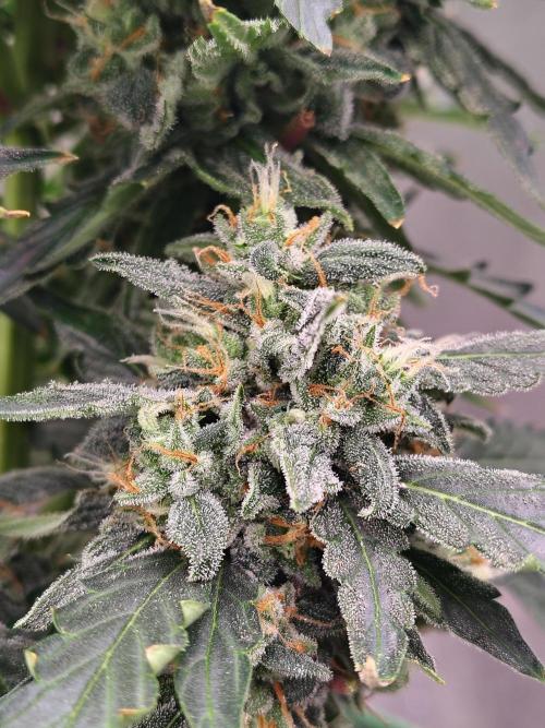 Blueberry Cookies. Week 11