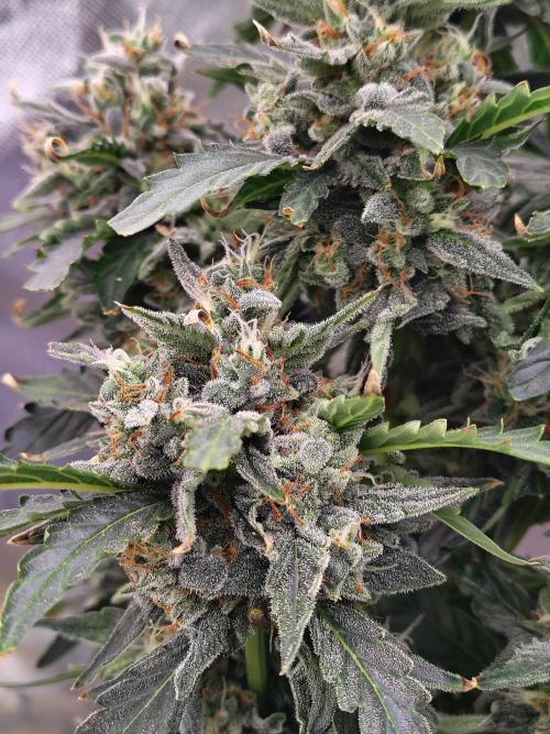 Blueberry Cookies. Week 11