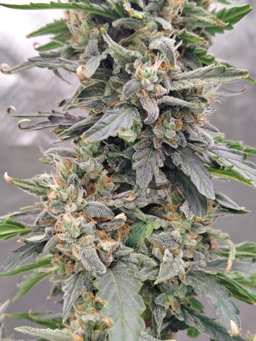 Blueberry Cookies. Week 11