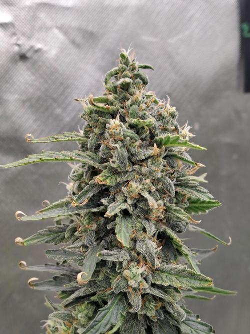 Blueberry Cookies. Week 11