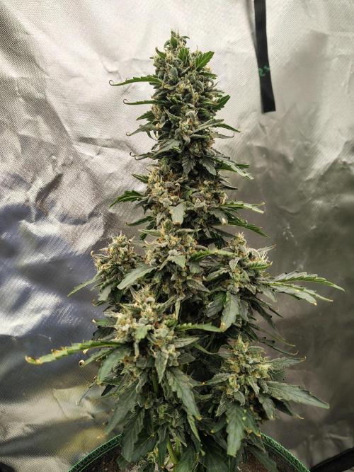 Blueberry Cookies. Week 11