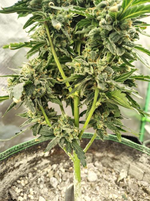 Blueberry Cookies. Week 11