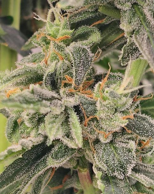 Blueberry Cookies. Week 11