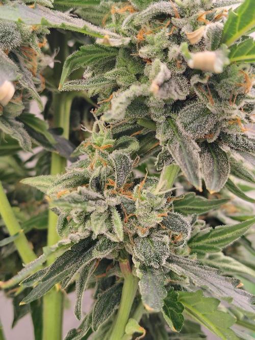 Blueberry Cookies. Week 11