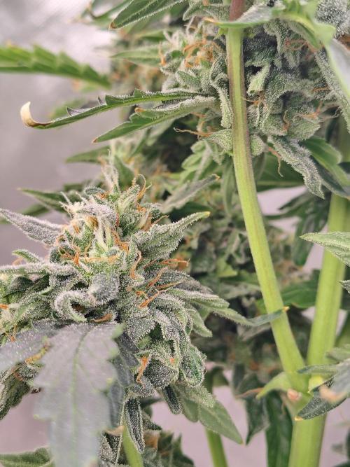 Blueberry Cookies. Week 11