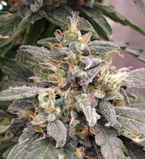 Blueberry Cookies. Week 11