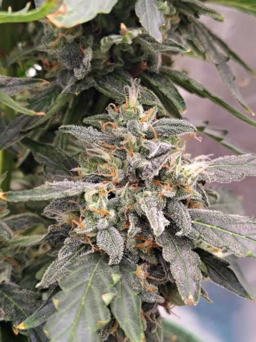 Blueberry Cookies. Week 11