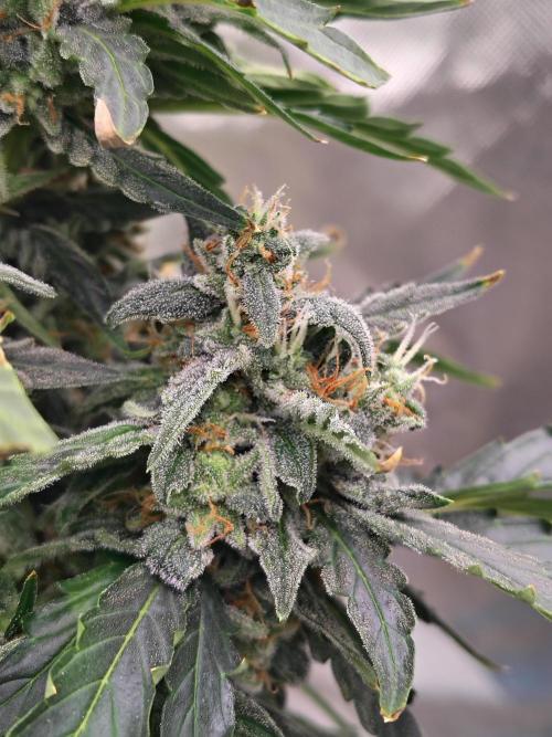 Blueberry Cookies. Week 11